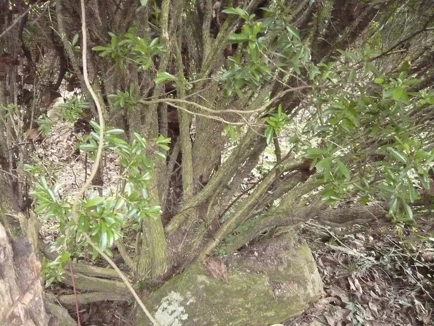 黄柏黄金木树