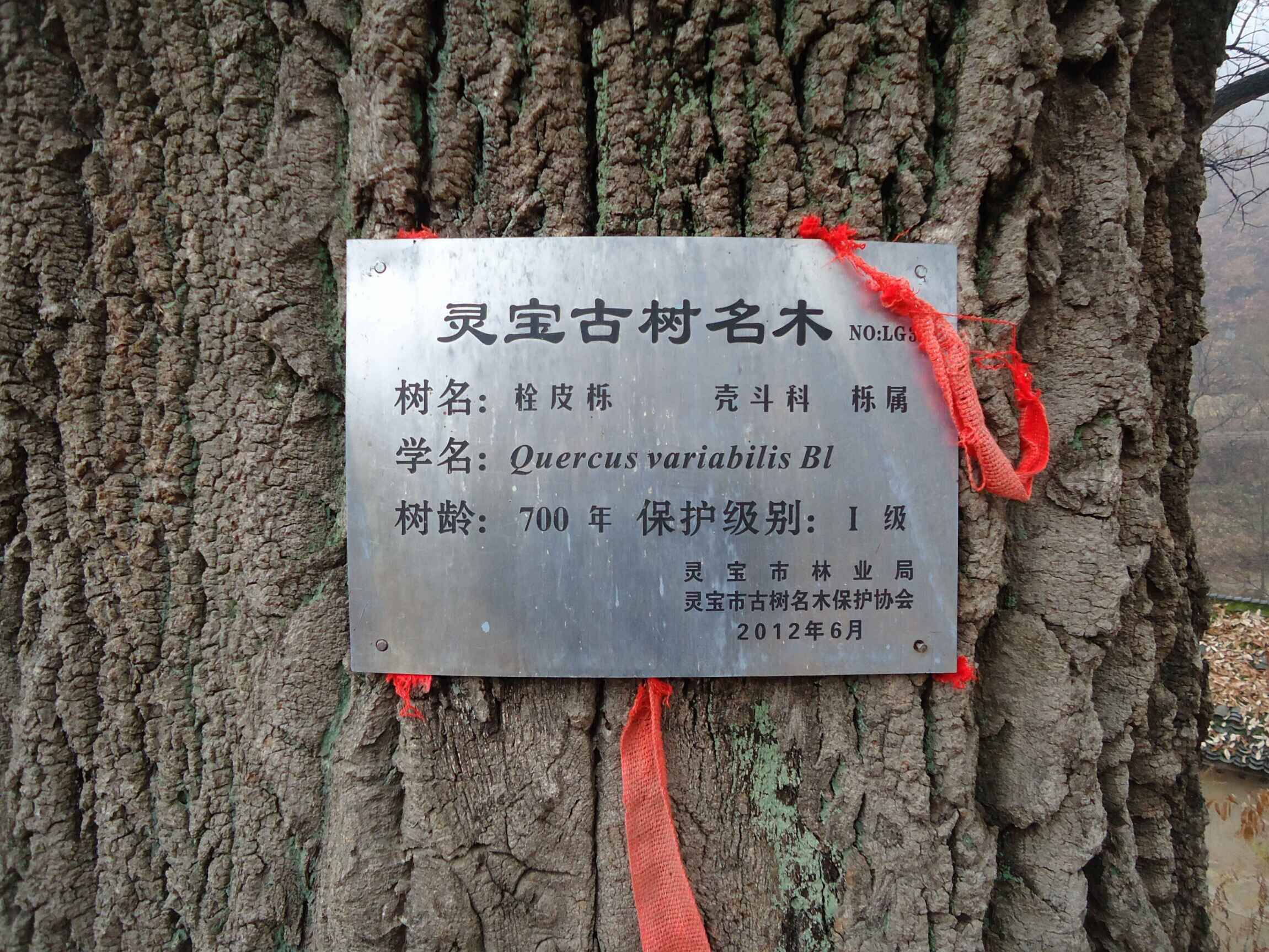 栓皮栎树