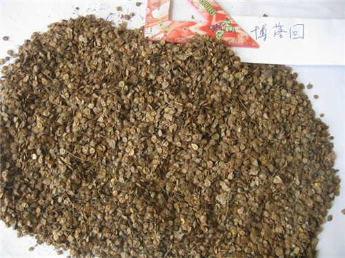 博落回种子