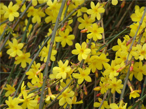 迎春花苗木