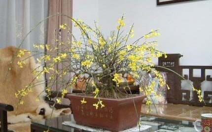 迎春花苗木