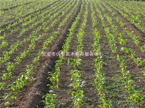 山核桃苗木种子
