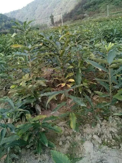 栓皮栎树