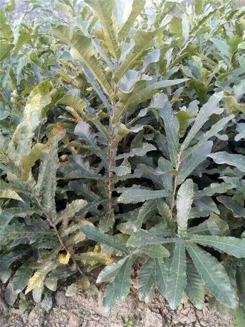 栓皮栎树