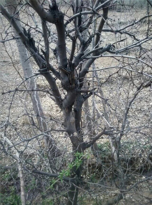 酸枣树枝