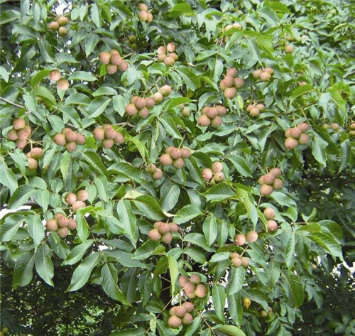 山核桃苗木种子
