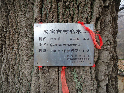 栓皮栎树加工