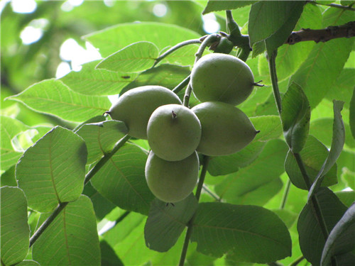 山核桃树枝树皮