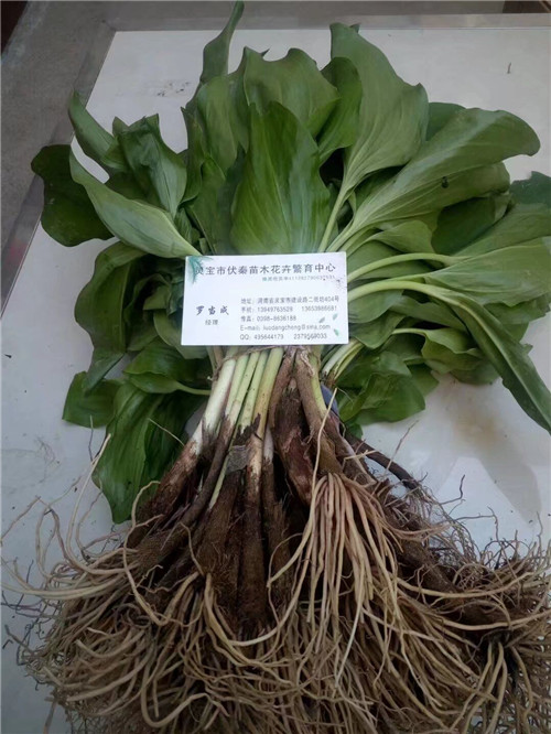 寒葱苗