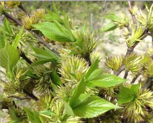 杜仲雄花茶