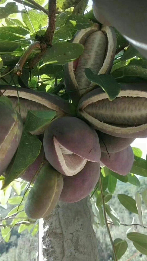 八月瓜苗木果实