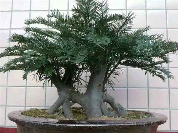 三尖杉苗木