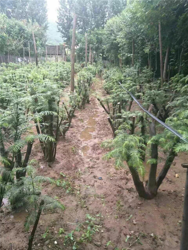 三尖杉苗木