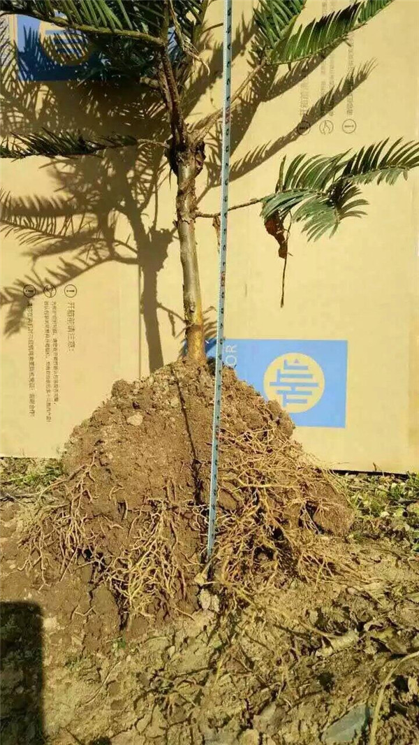 三尖杉苗木