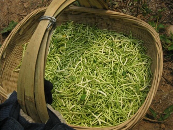 金银花苗木