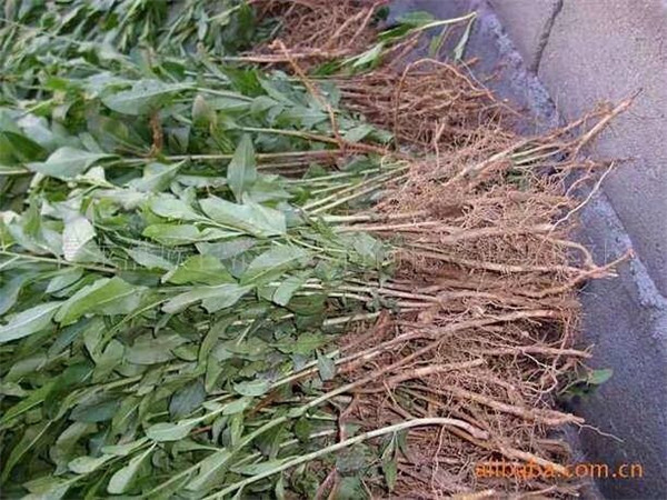 金银花苗木