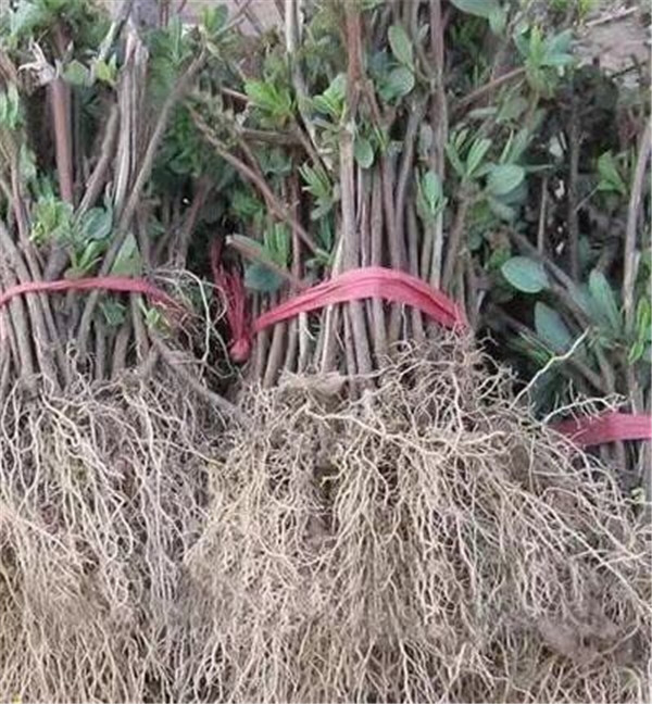金银花苗木