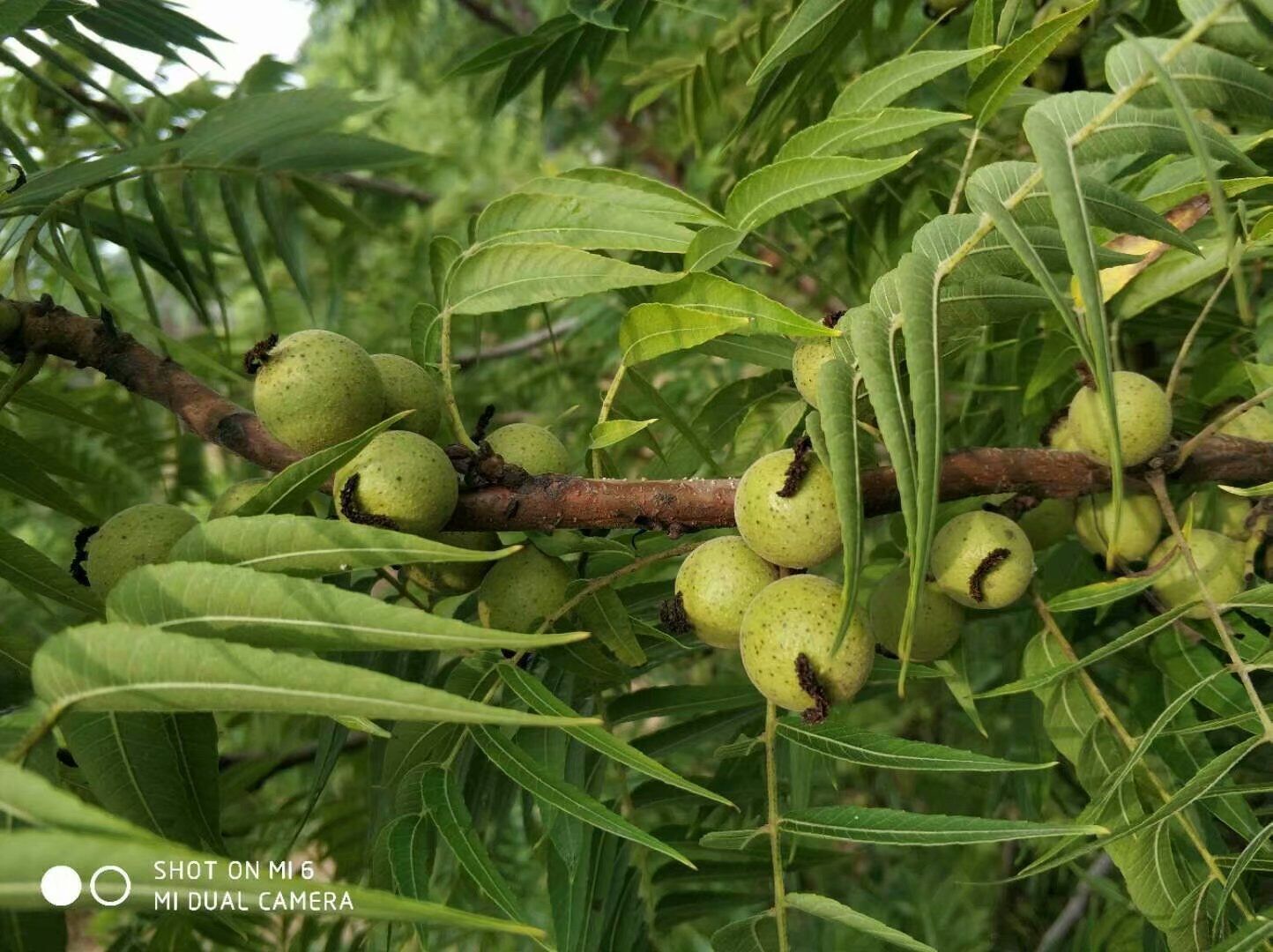 美国小黑核桃苗