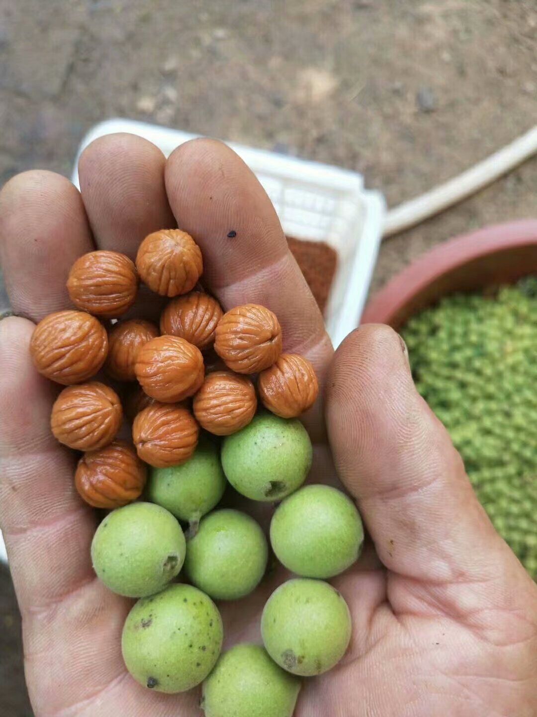 美国小黑核桃苗