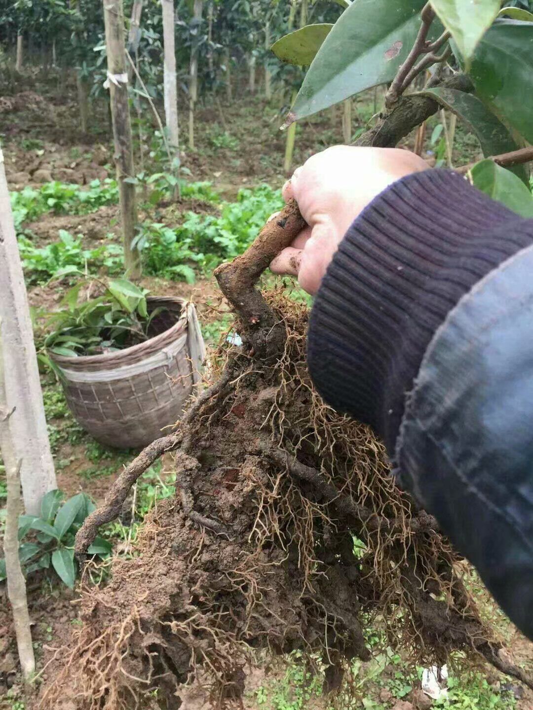布福娜长寿果苗木