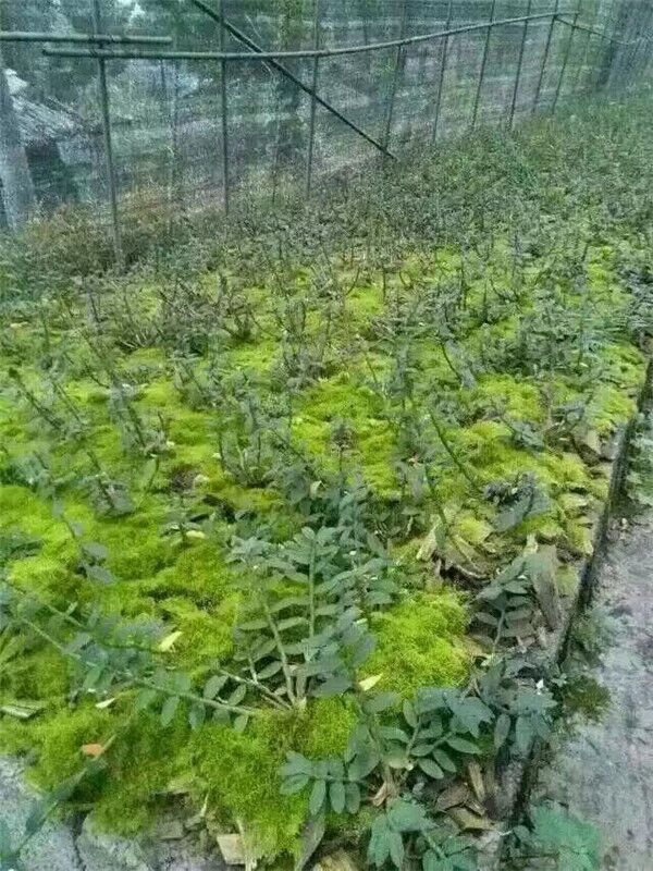 青苔草 鲜苔藓