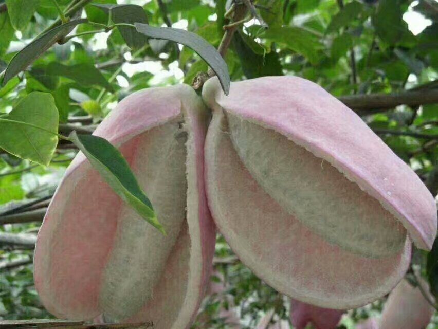 八月瓜