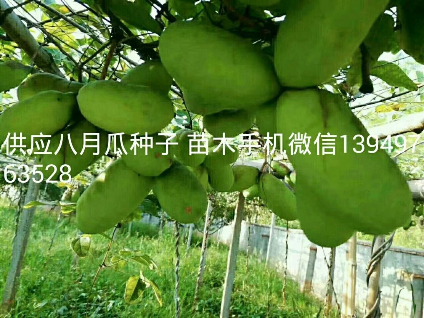 八月瓜