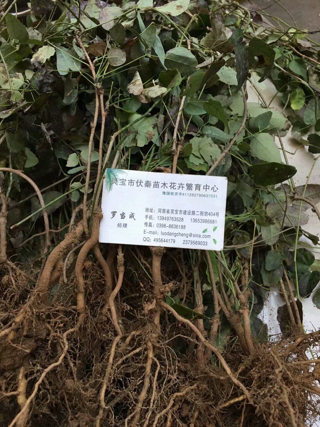 八月瓜苗木