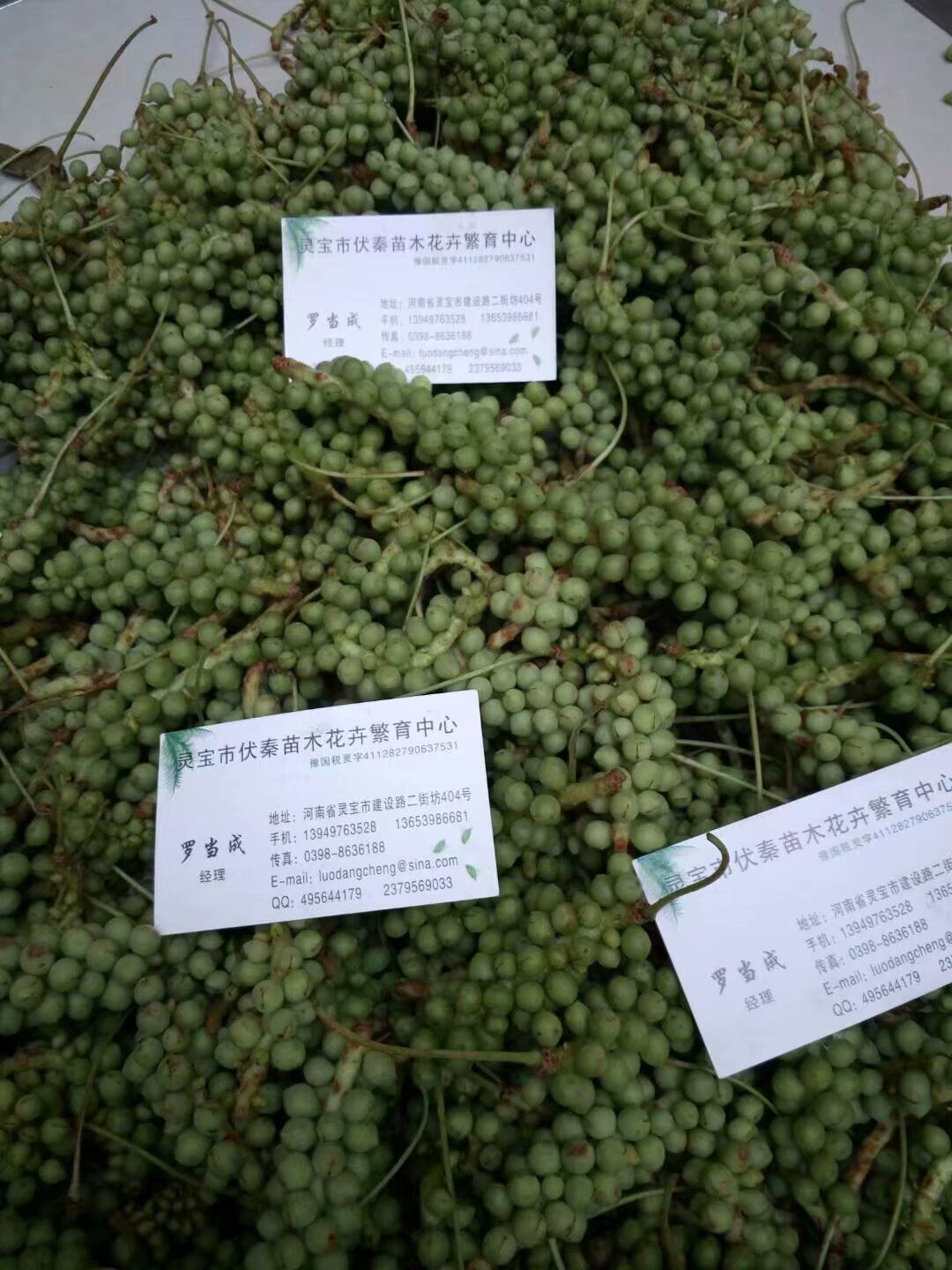 五味子苗