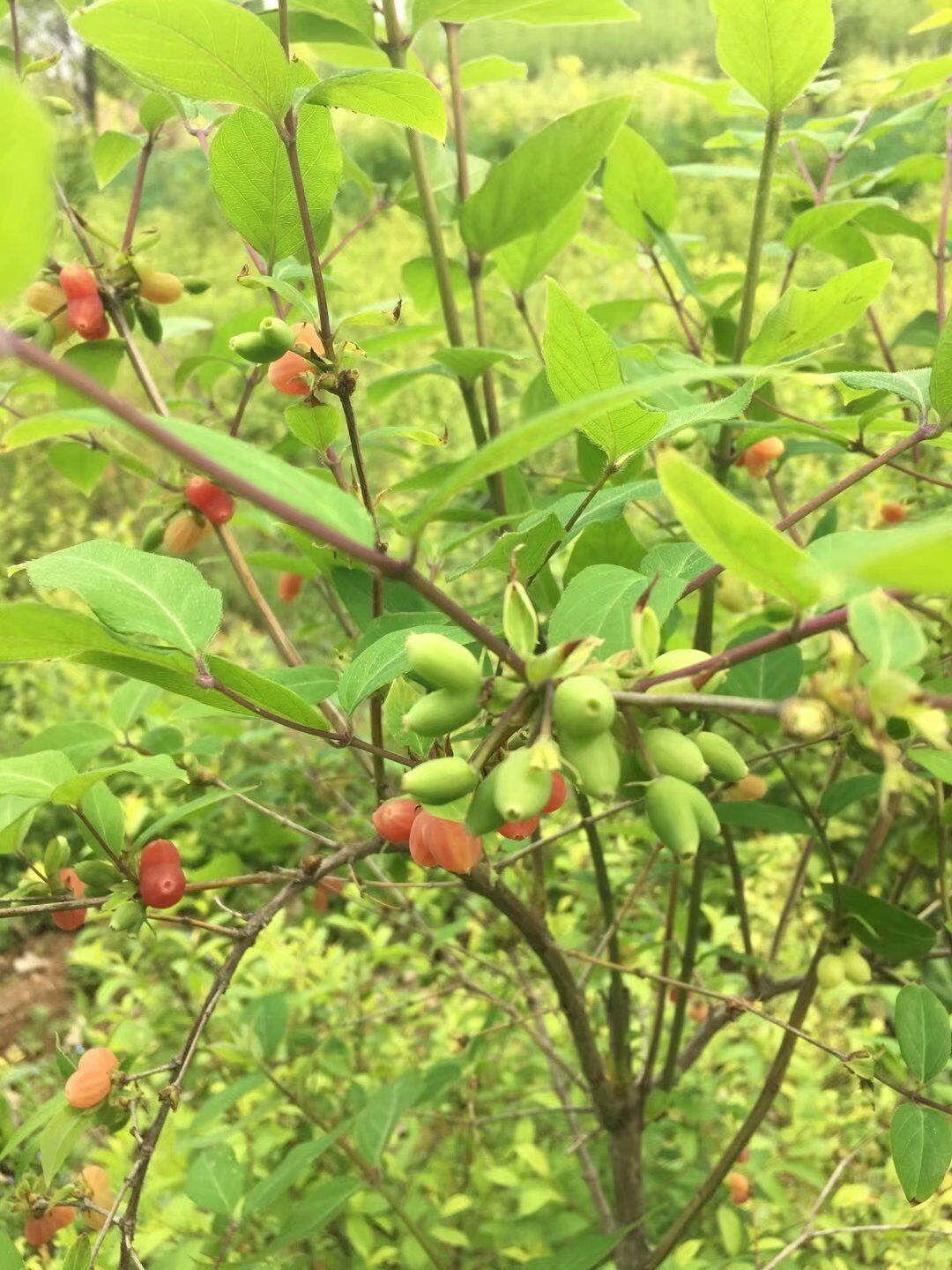 爱情果苗木