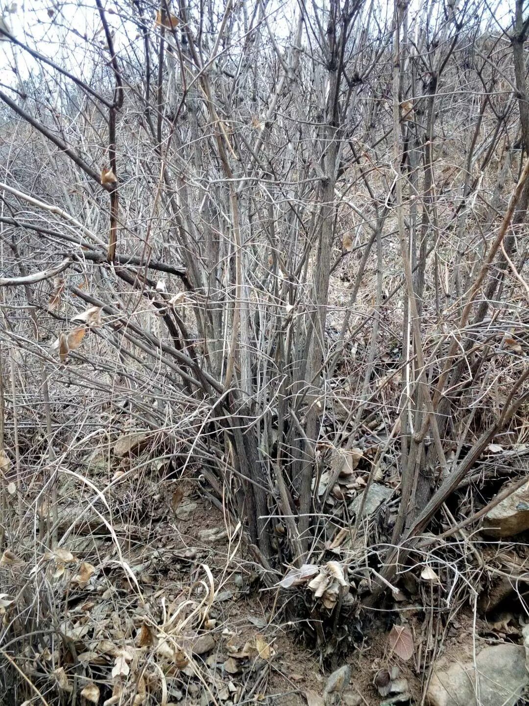 爱情果苗木
