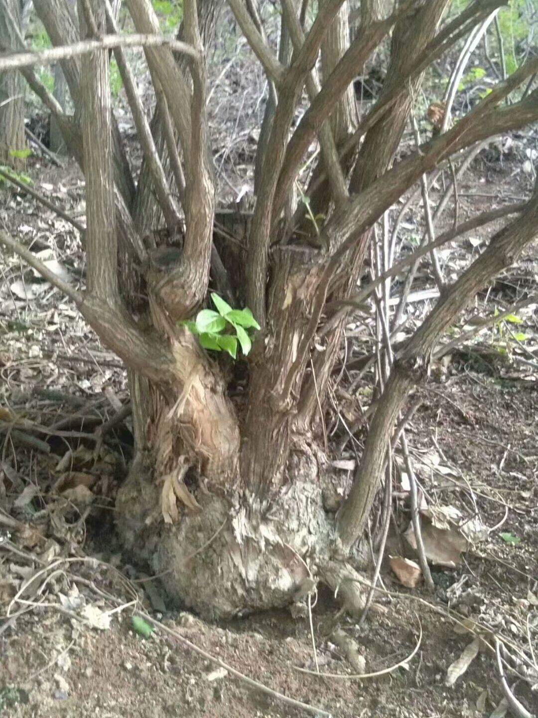爱情果苗木