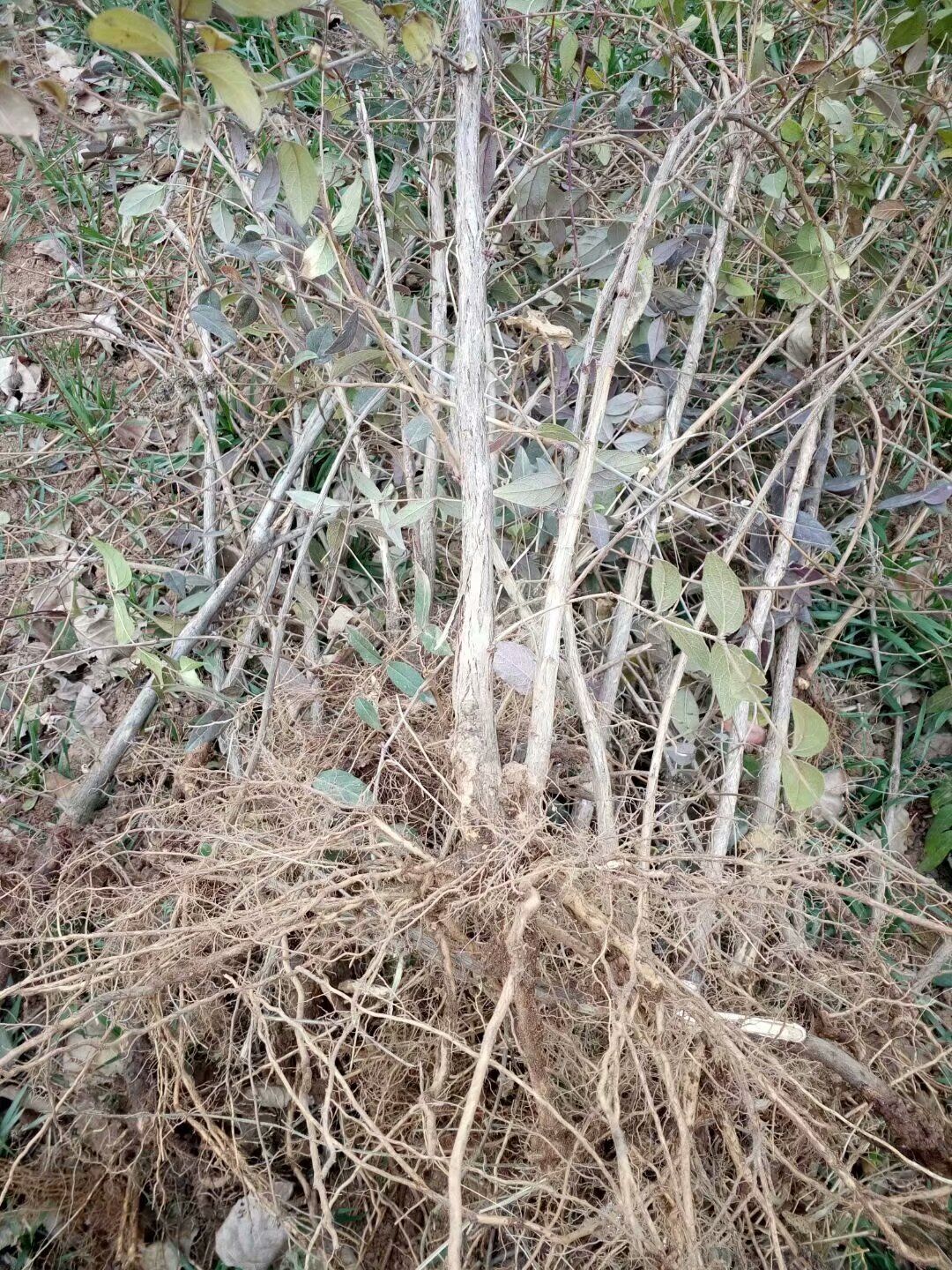 爱情果苗木