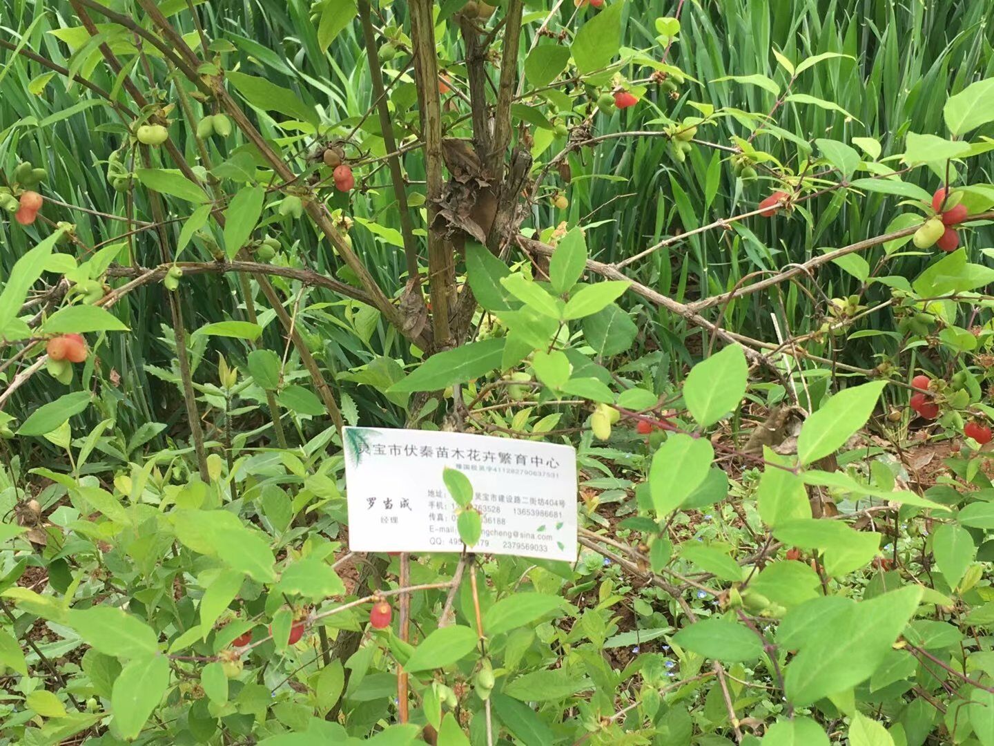 爱情果苗木