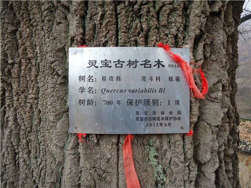 栓树栎栓树皮
