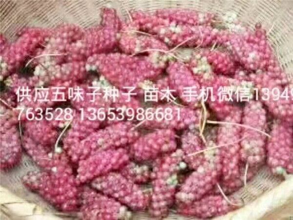 五味子苗