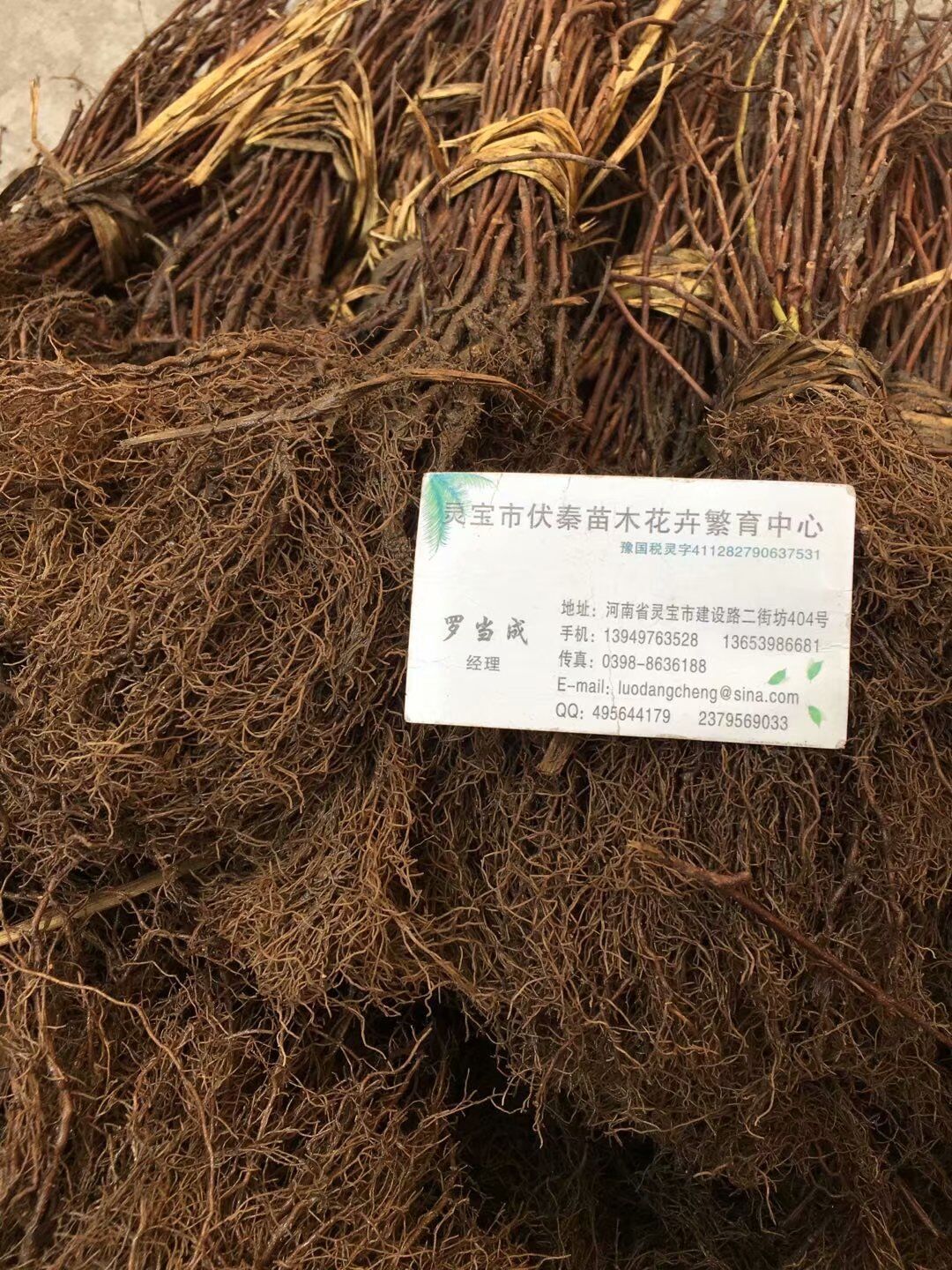 五味子苗