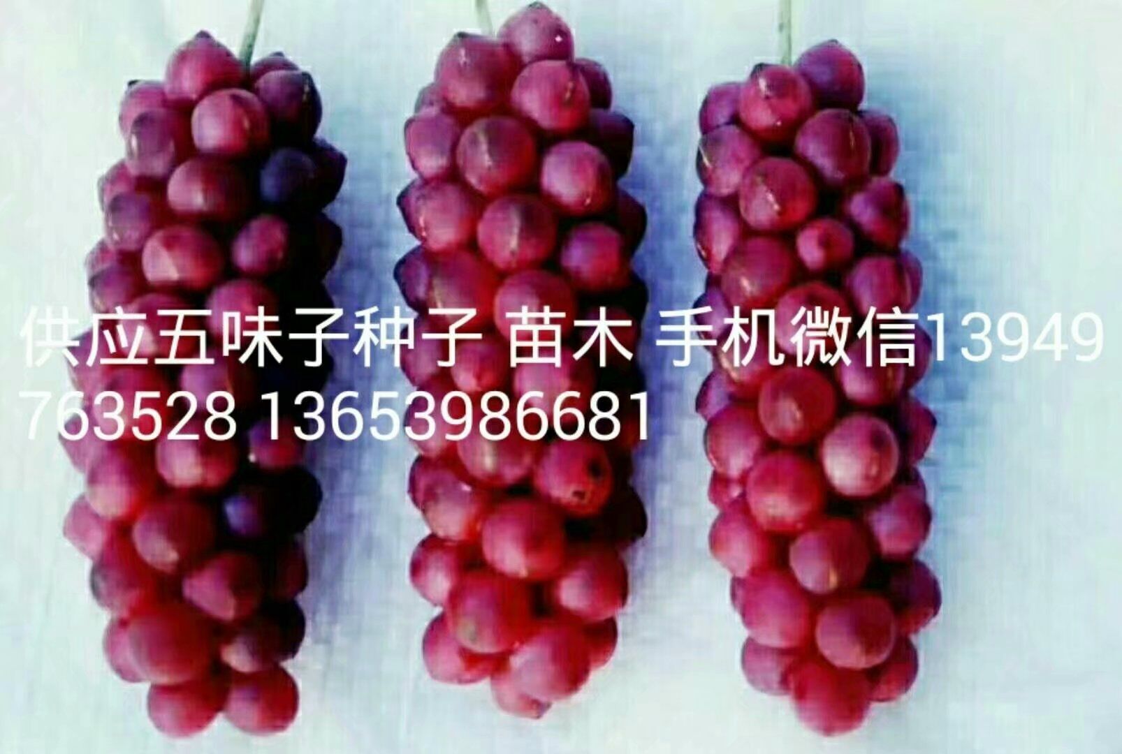 五味子苗