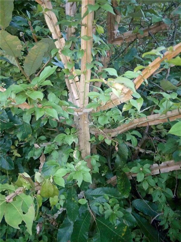 鬼箭羽苗木