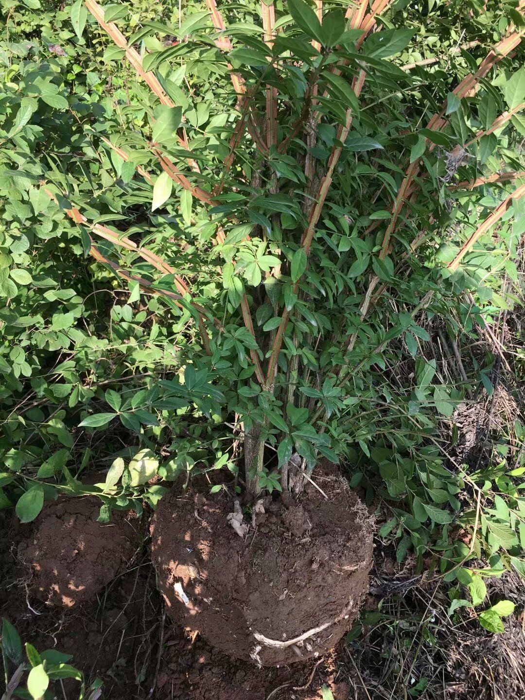 鬼箭羽苗木