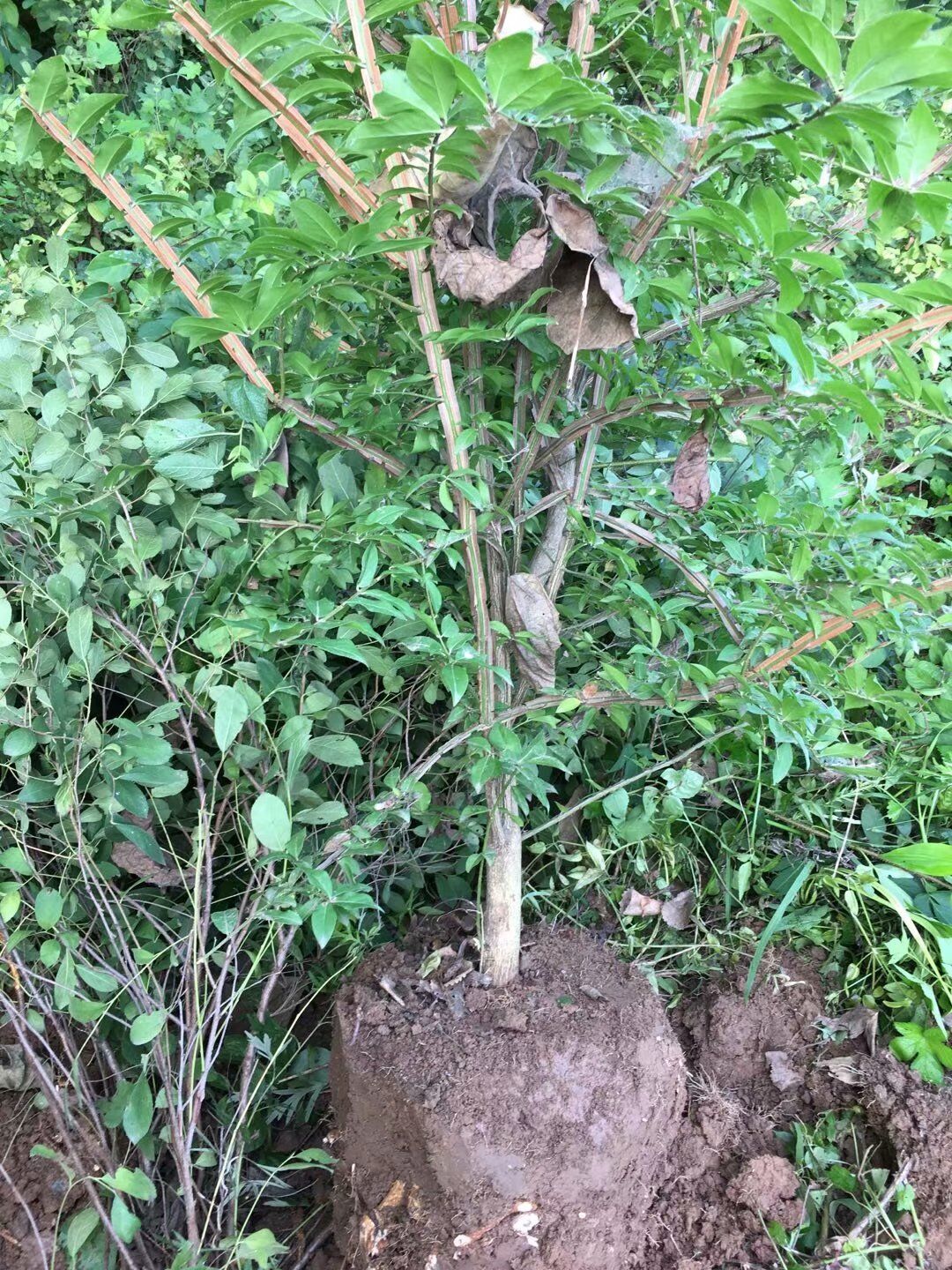鬼箭羽苗木