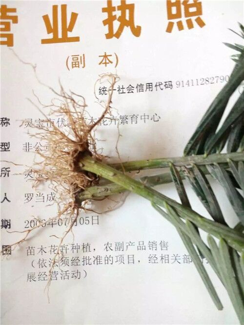 扦插三尖杉