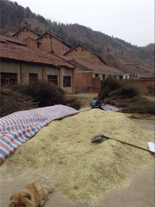鬼箭羽苗木