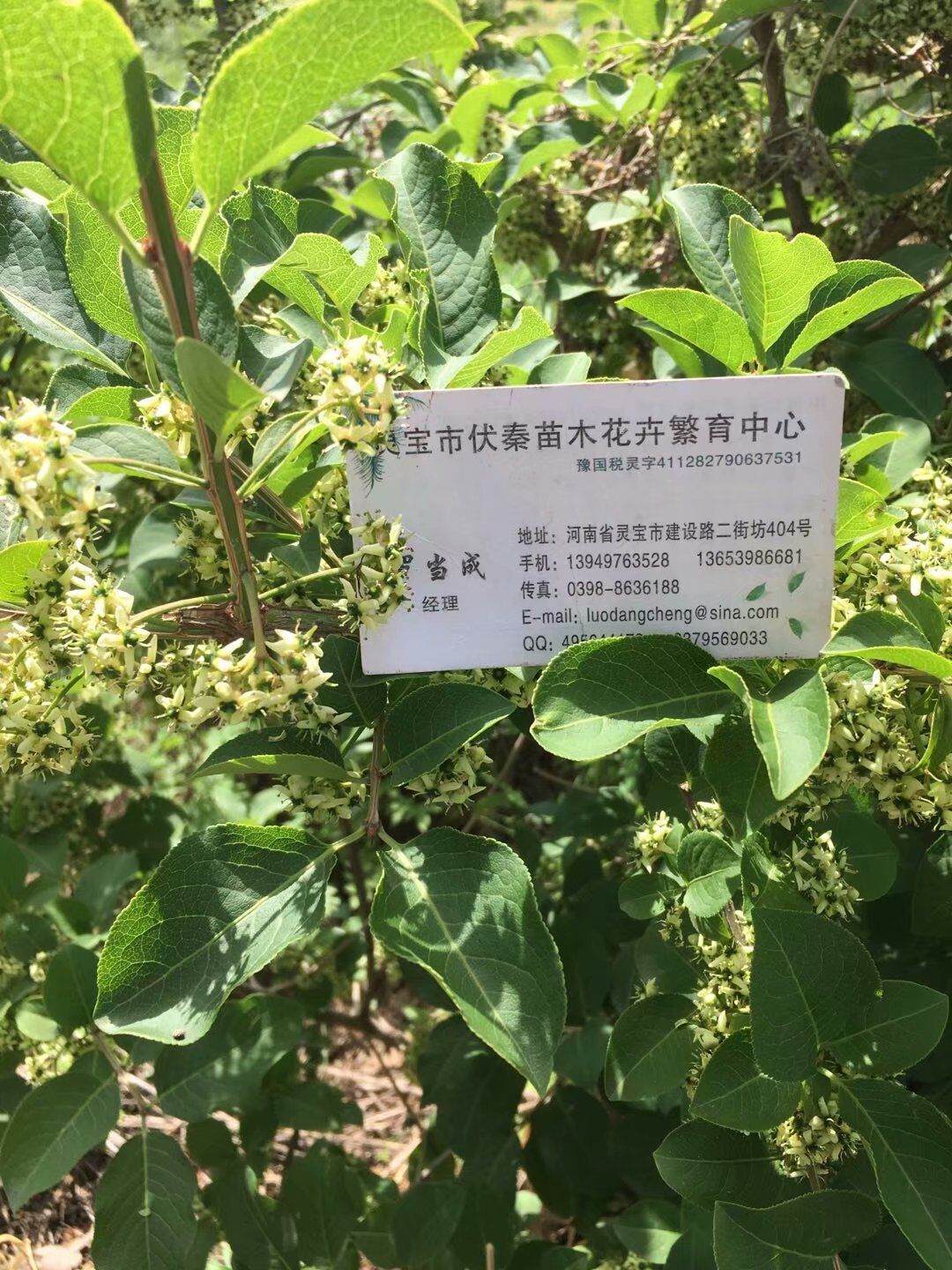 鬼箭羽苗木