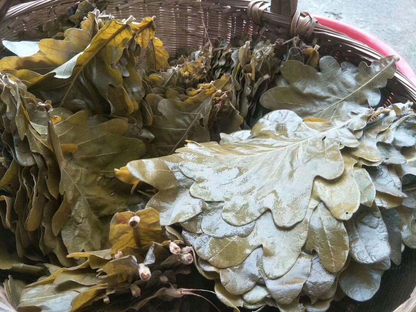 槲树苗木