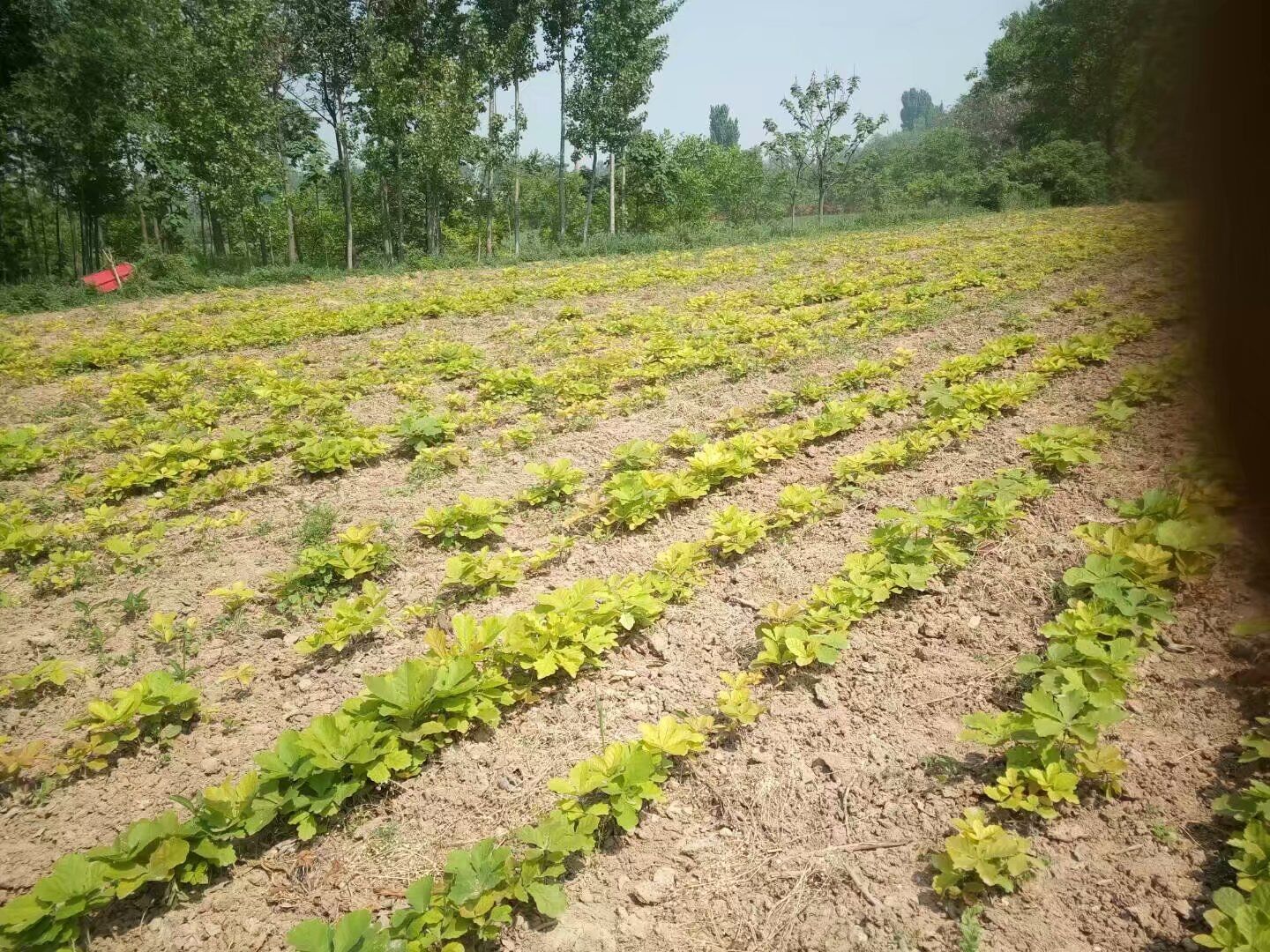 槲树苗木