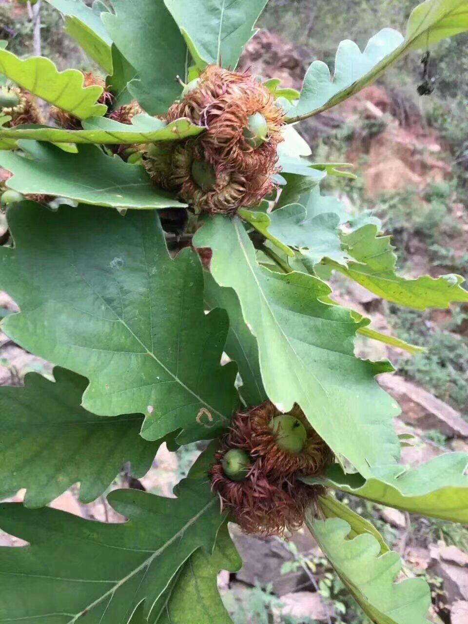 槲树苗木
