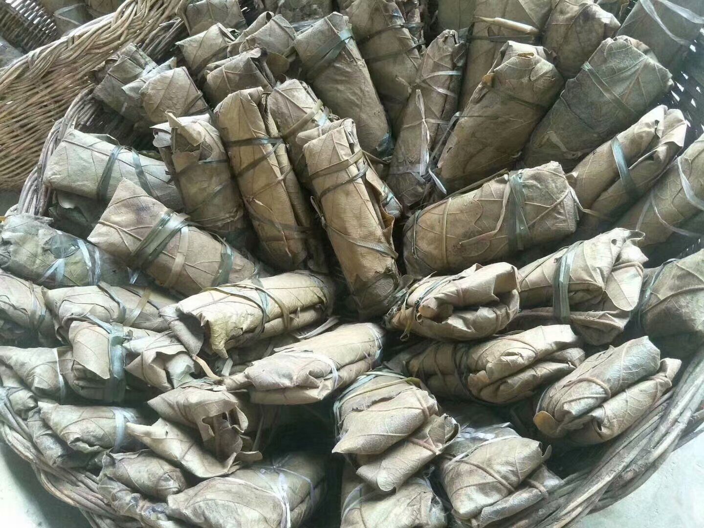 红橡树苗木