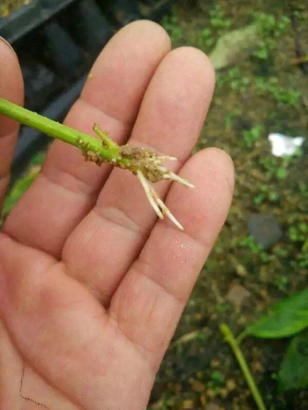 连翘苗木种子