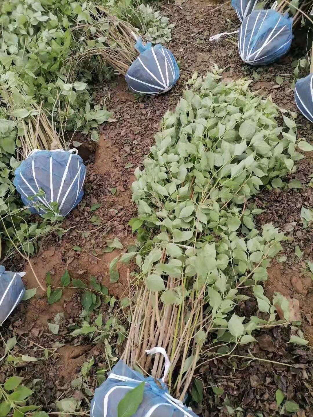 连翘苗木种子